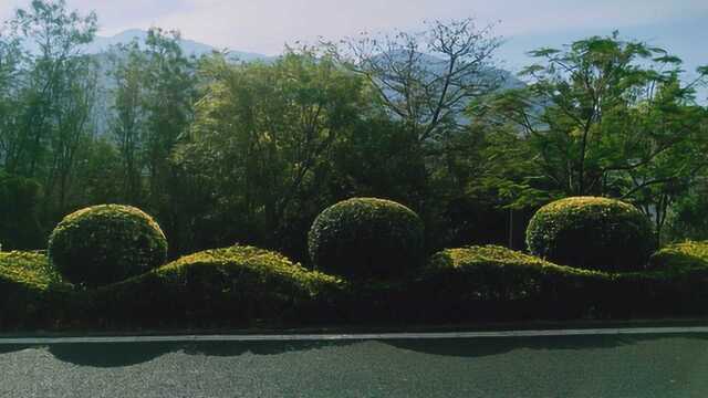 长江三峡生态园林有限公司上村梁子营地景观造型修剪