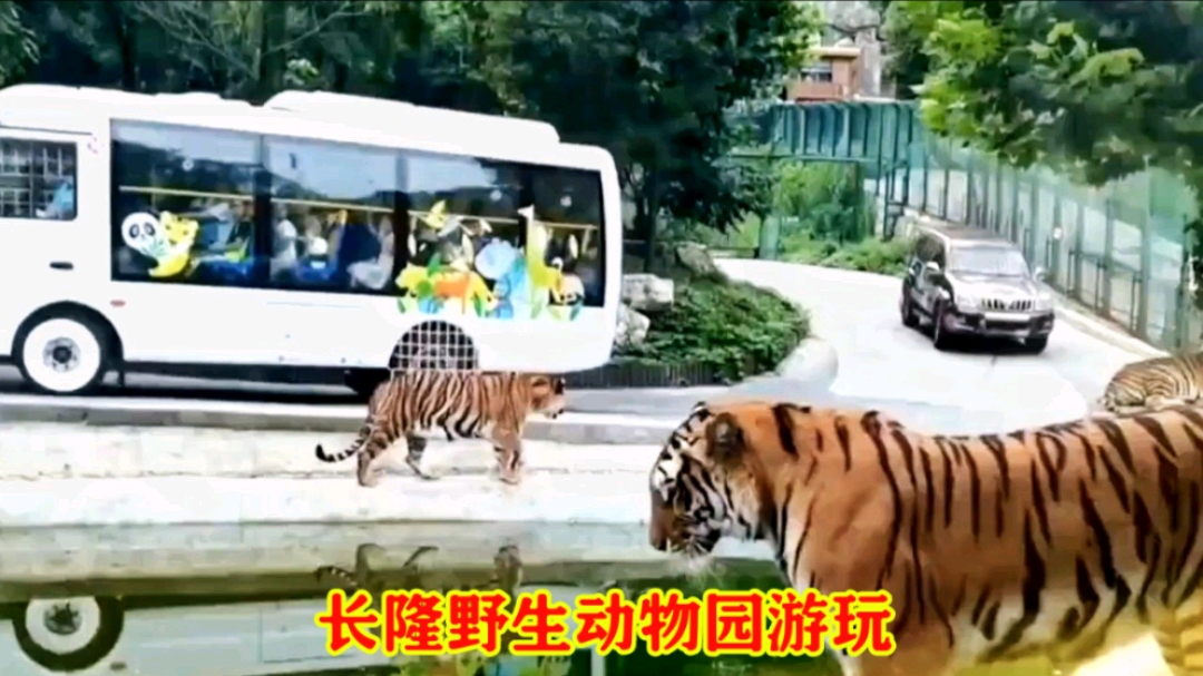 广州长隆野生动物园,走进动物的世界