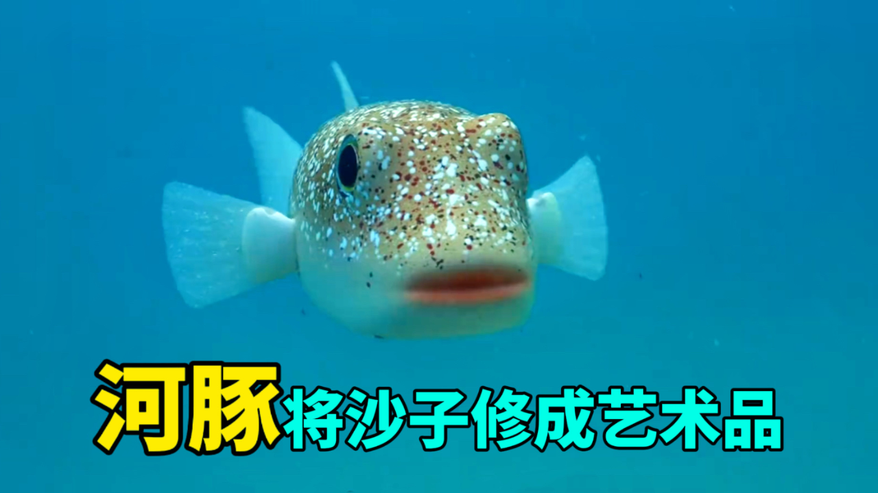 说出来你可能不信,河豚把沙子修成了艺术品