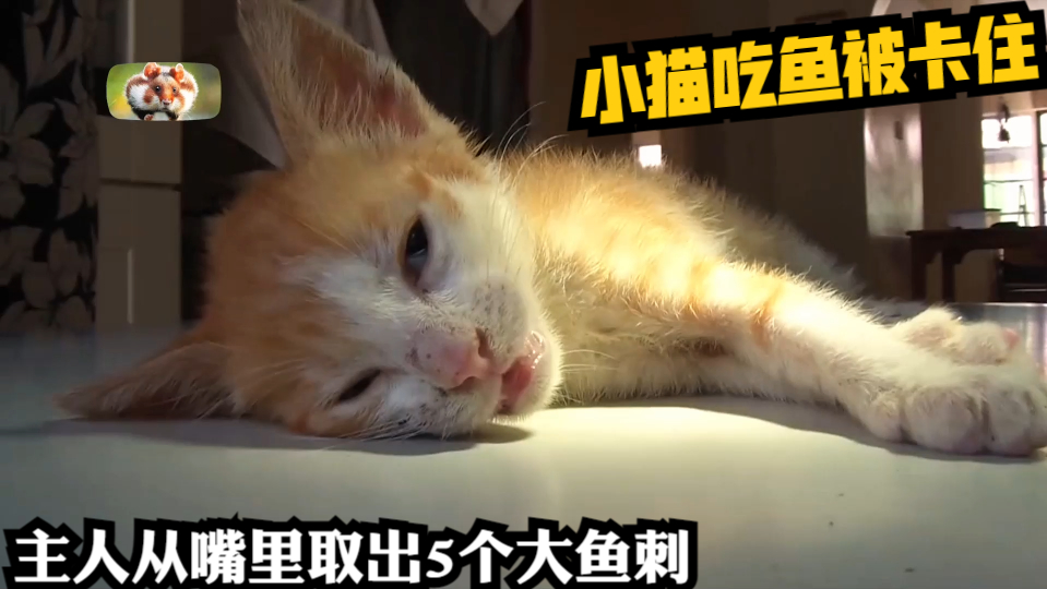 小猫吃鱼被卡住,主人从嘴里取出5个大鱼刺,看着太揪心了|纪录片