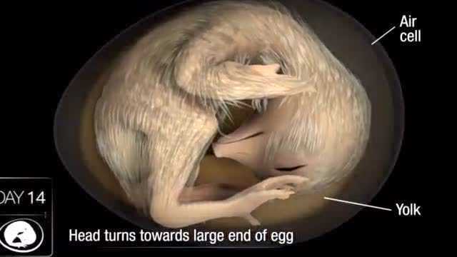 2分钟视频了解鸡胚胎是如何发育的