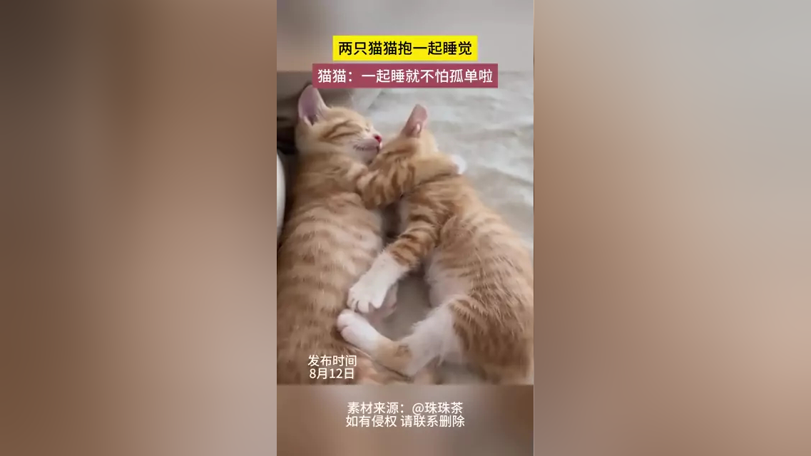 两只猫猫抱在一起睡觉