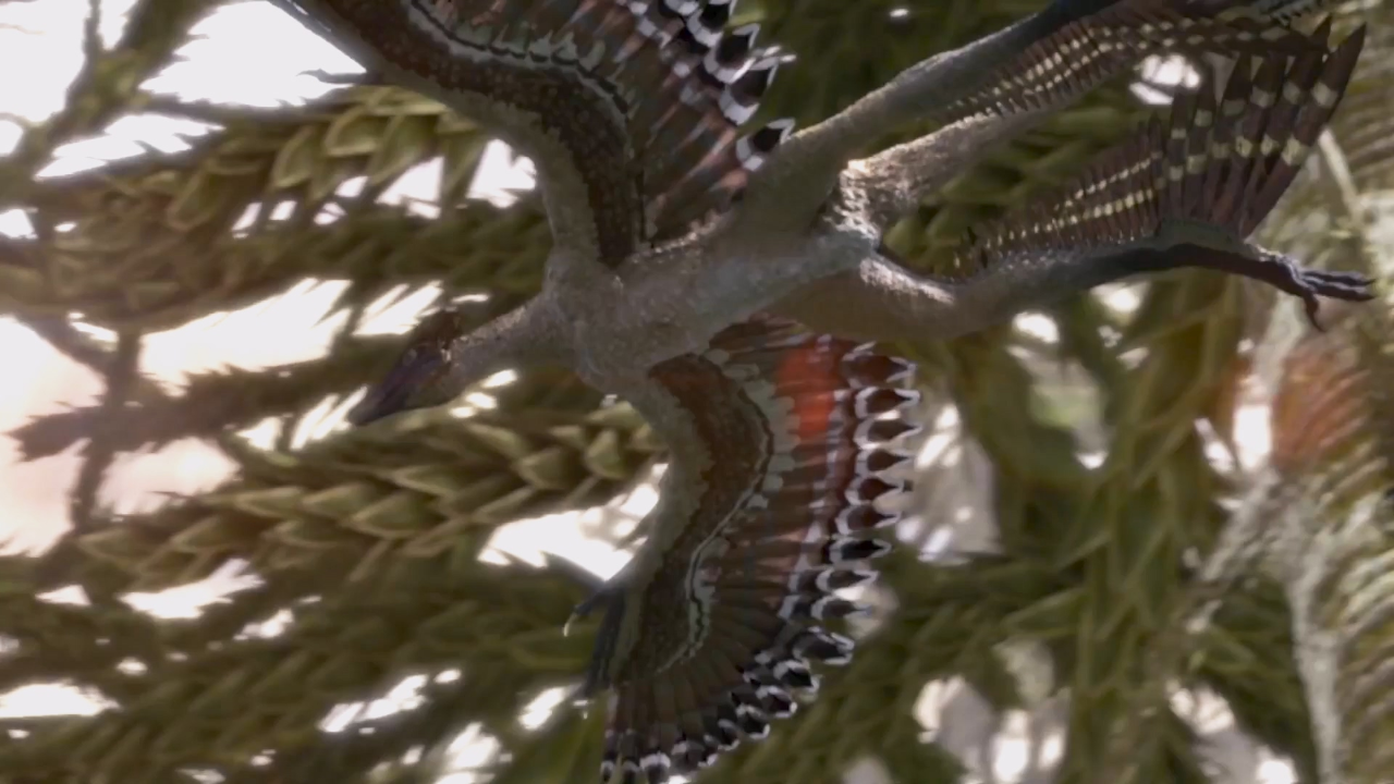 筑巢和披戴羽毛并非鸟类专利,小盗龙是能飞行的四翼恐龙!