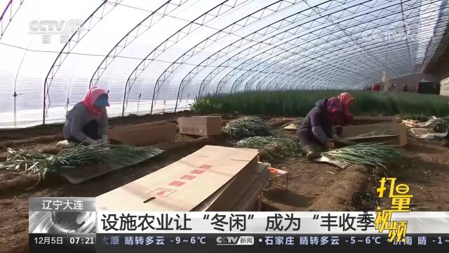 辽宁大连:设施农业让“冬闲”成为“丰收季”