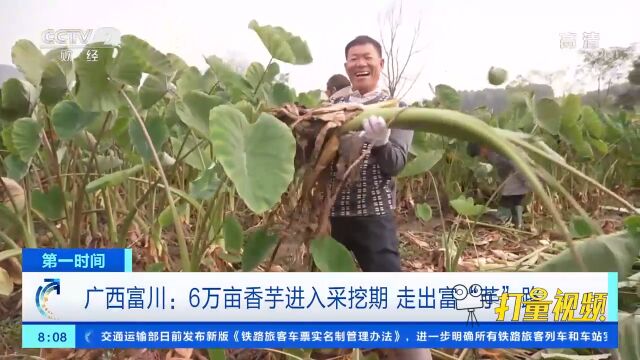 广西富川:6万亩香芋进入采挖期,农户在田间抓紧采挖