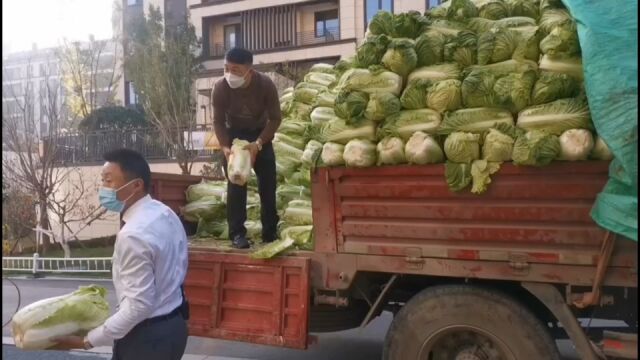 暖心!济南热心农场主20天帮村民销售60万斤滞销大白菜