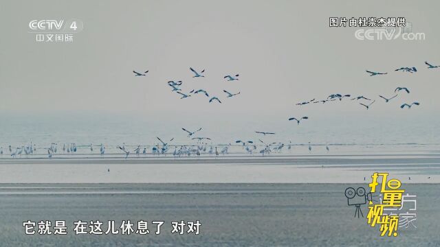 这里被命名为“北戴河森林湿地”,当地人称“大潮坪”