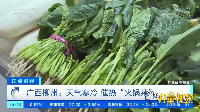 广西柳州:天气寒冷,催热“火锅菜”