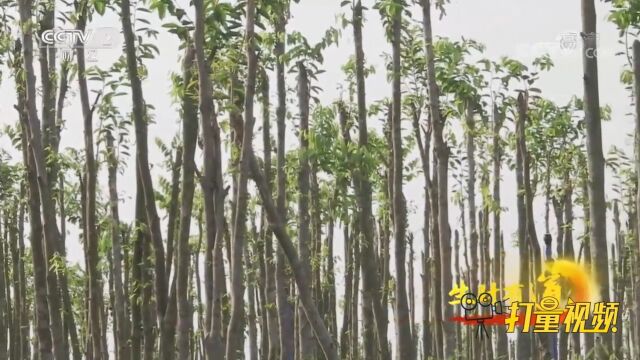 种植沉香木可以进行人工造香,那么造香究竟是什么呢?