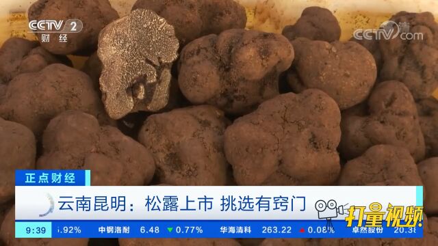 云南昆明:松露上市,挑选有窍门