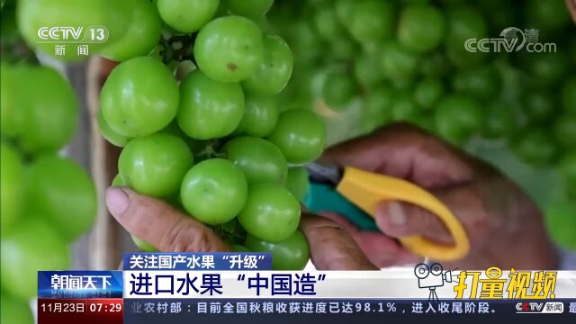 关注国产水果“升级”!进口水果“中国造”