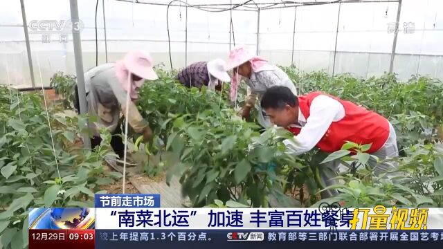 节前走市场!“南菜北运”加速,丰富百姓餐桌