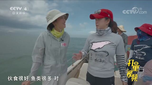 三娘湾的人管它叫做“海猪”,因为它特别肥!