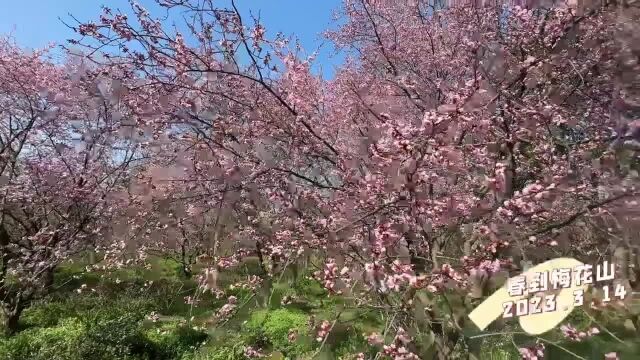 沐浴春光诵古诗学英语......南京这所小学把课堂搬到梅花山