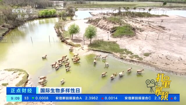 国际生物多样性日:小鹿结队游,江苏大丰麋鹿群繁衍日益壮大