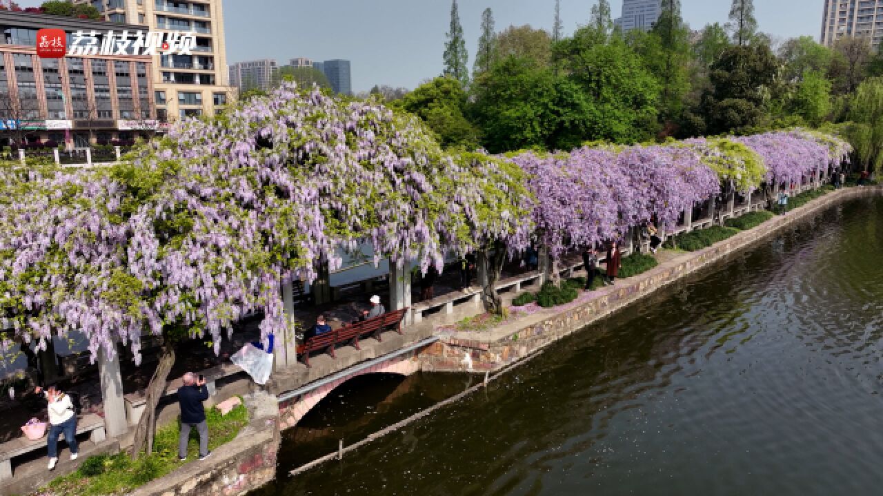 误入紫色仙境!浙大华家池紫藤长廊花开如瀑布