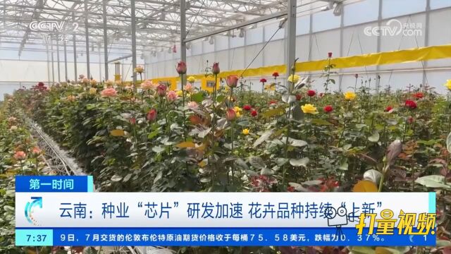 云南:种业“芯片”研发加速,花卉品种持续“上新”