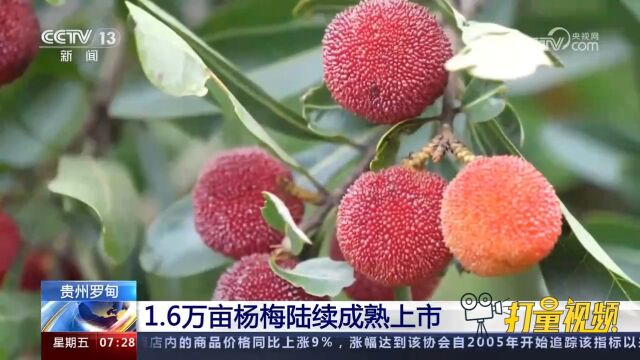 贵州罗甸1.6万亩杨梅陆续成熟上市,个大味甜