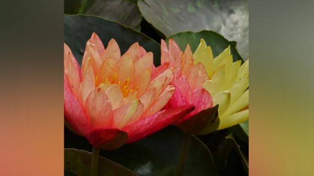 接好运!两朵罕见双色“花中睡美人”神同步盛开,雍容精美