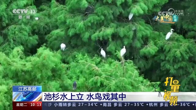 清水潭湿地公园:池杉林形成水上绿洲,各类水鸟在其中栖息繁衍