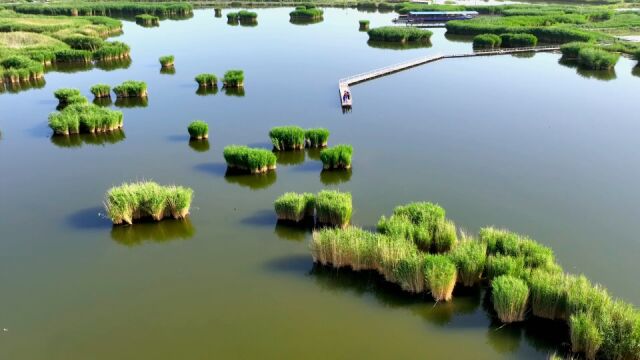 航拍我国最大内陆淡水湖芦苇最佳观赏季 60万亩芦苇风中如波涛翻滚