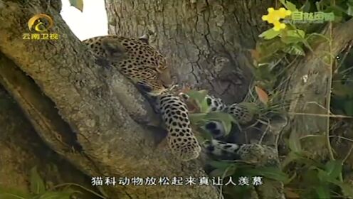 花豹家族3：花豹待在树上打盹休息，一点也不害怕汽车！