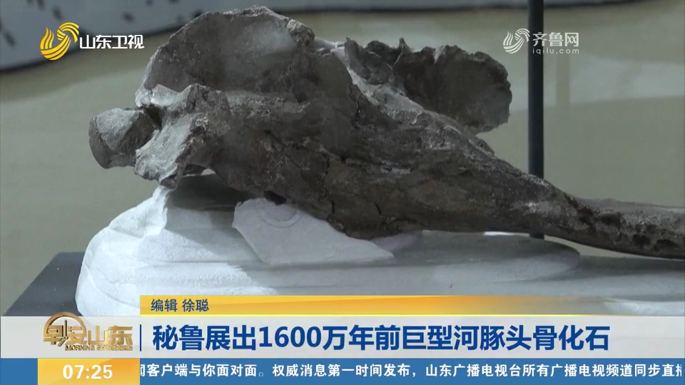 秘鲁科学家展出1600万年前的巨型河豚头骨化石,于2018年出土