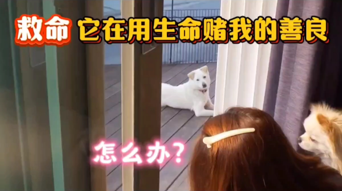 主人搬家留下怀孕母狗看门,两个月后狗妈妈直接带娃去寻找新主人,结局