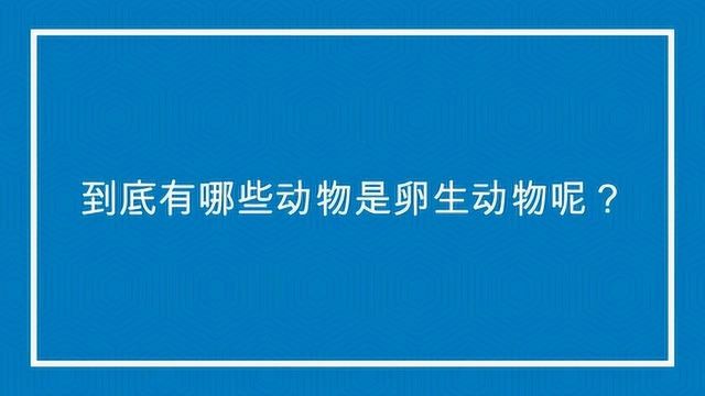 到底有哪些动物是卵生动物呢?