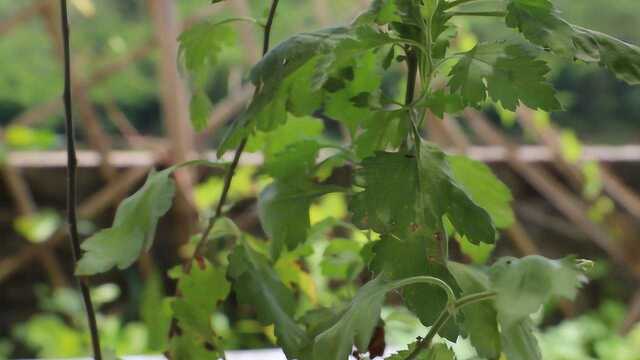 养菊花抓紧这个时机修剪,秋天一到,花开满院