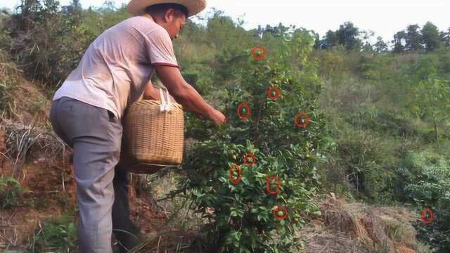 农村这种果子榨出来的油,一斤要卖80多,岳父一种是300多棵