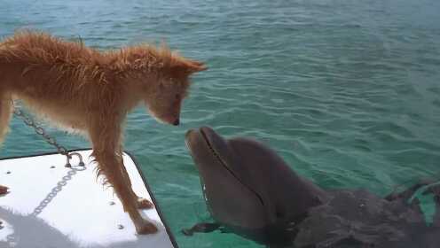 狗狗爱上了一条海豚，每天在海边等待着它回来，一部爱情奇幻电影