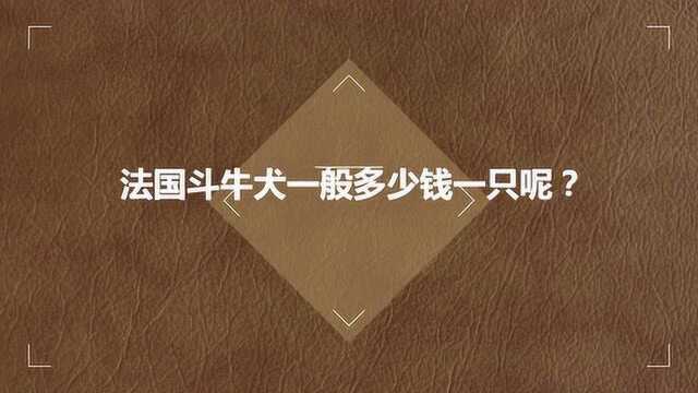 法国斗牛犬一般多少钱一只呢?