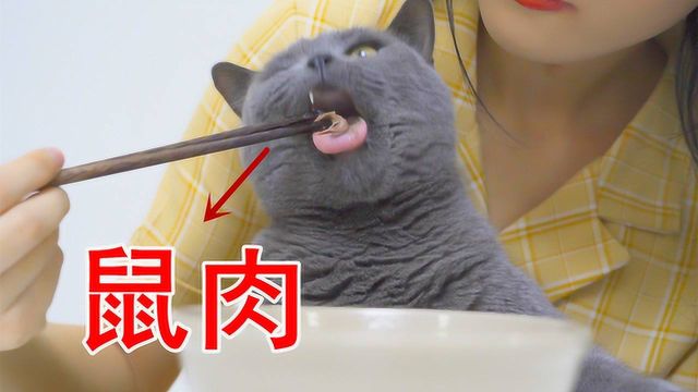 猫吃老鼠吗?主人煮了鼠肉给猫吃,猫的反应是……