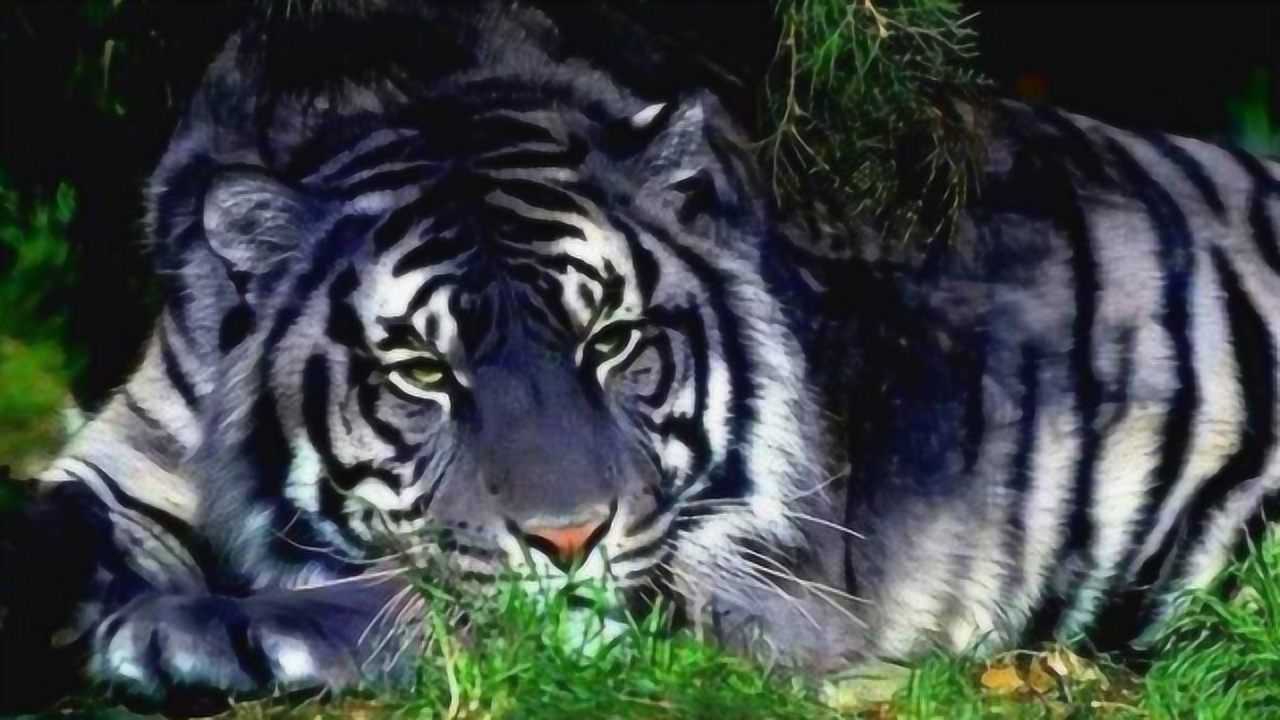 全球唯一一只黑色老虎,疑是传说中的动物"蓝黑虎,网友:怕是挖过煤!