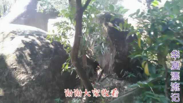 广州火炉山森林公园,这里的综合条件,完全能和白云山平起平坐