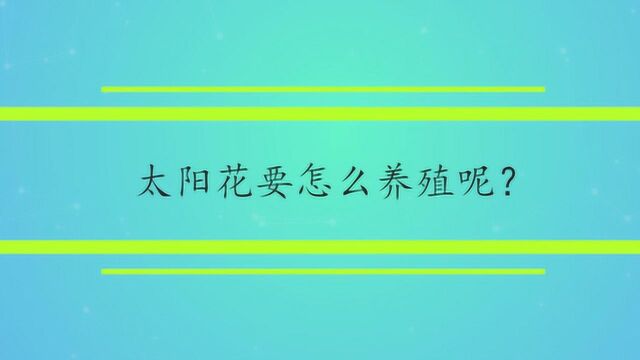 太阳花要怎么养殖呢?