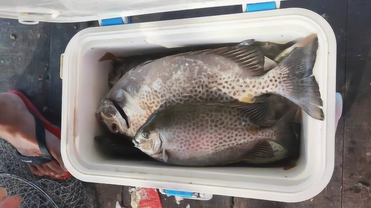 小晖到鱼排上狂抽泥猛鱼和花猛鱼,抽得小晖都忘记拍摄,真正爆箱_腾讯