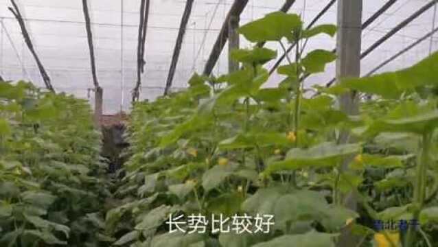 种黄瓜每天大约1000元收入,老于带大家参观寿光水果黄瓜种植情况