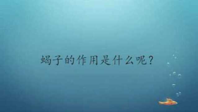 蝎子的作用是什么呢?