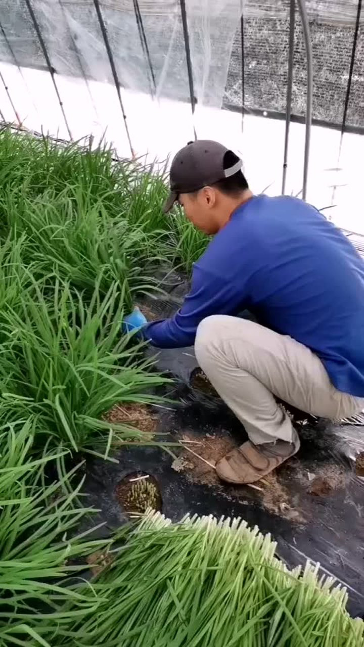 每天的工作就是割韭菜还会干什么割割