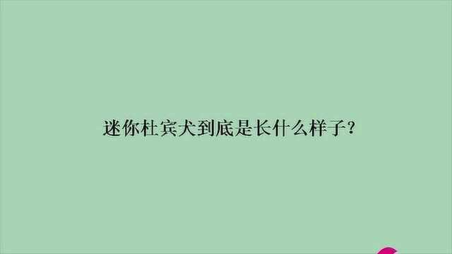 迷你杜宾犬到底是长什么样子?