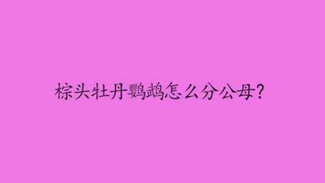 棕头牡丹鹦鹉怎么分公母?