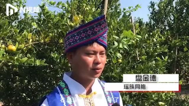 惠东山瑶柑和褚橙一样有感人的故事,让云南瑶族人脱贫年入7万