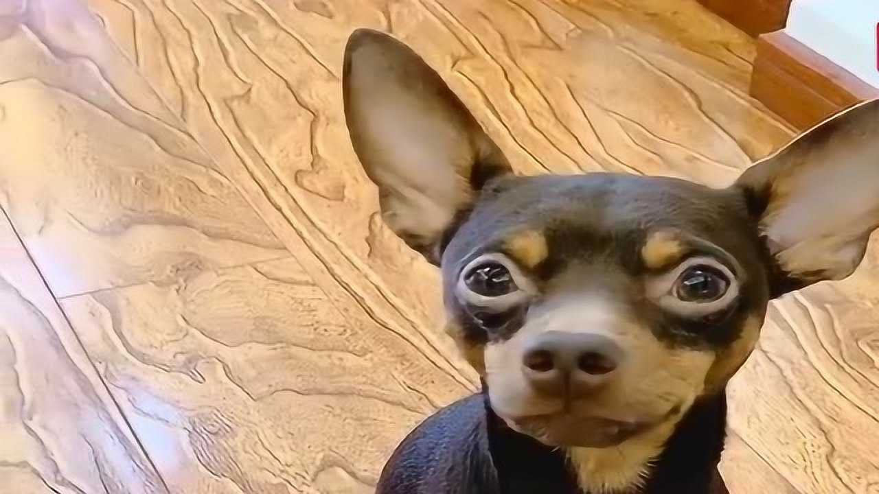 啵啵乐绝对是个势利精,男主人上不上交工资它给安排上了,真搞笑