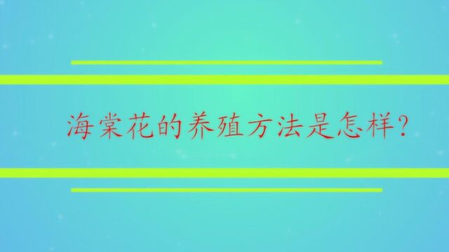 海棠花的养殖方法是怎样?