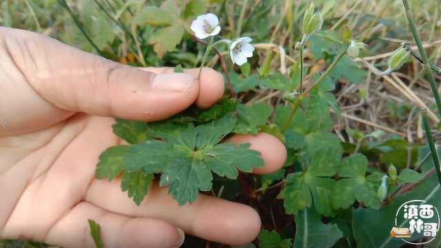 农村田间地头常见的植物,叶子超级漂亮,这些用途你了解了吗