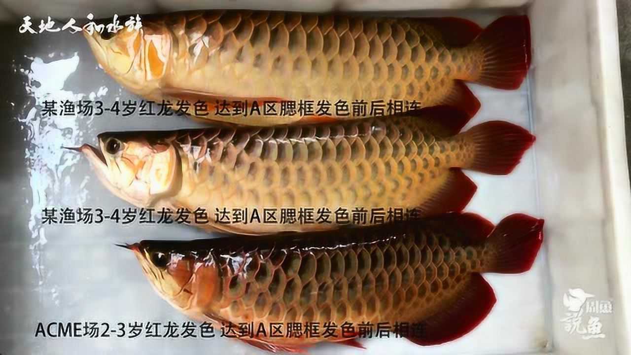 2019年12月23日2215次播放周鱼说鱼 龙鱼公母的区分