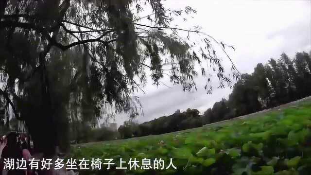 昆明翠湖公园一日游,感受翠湖美景昆明人的热情