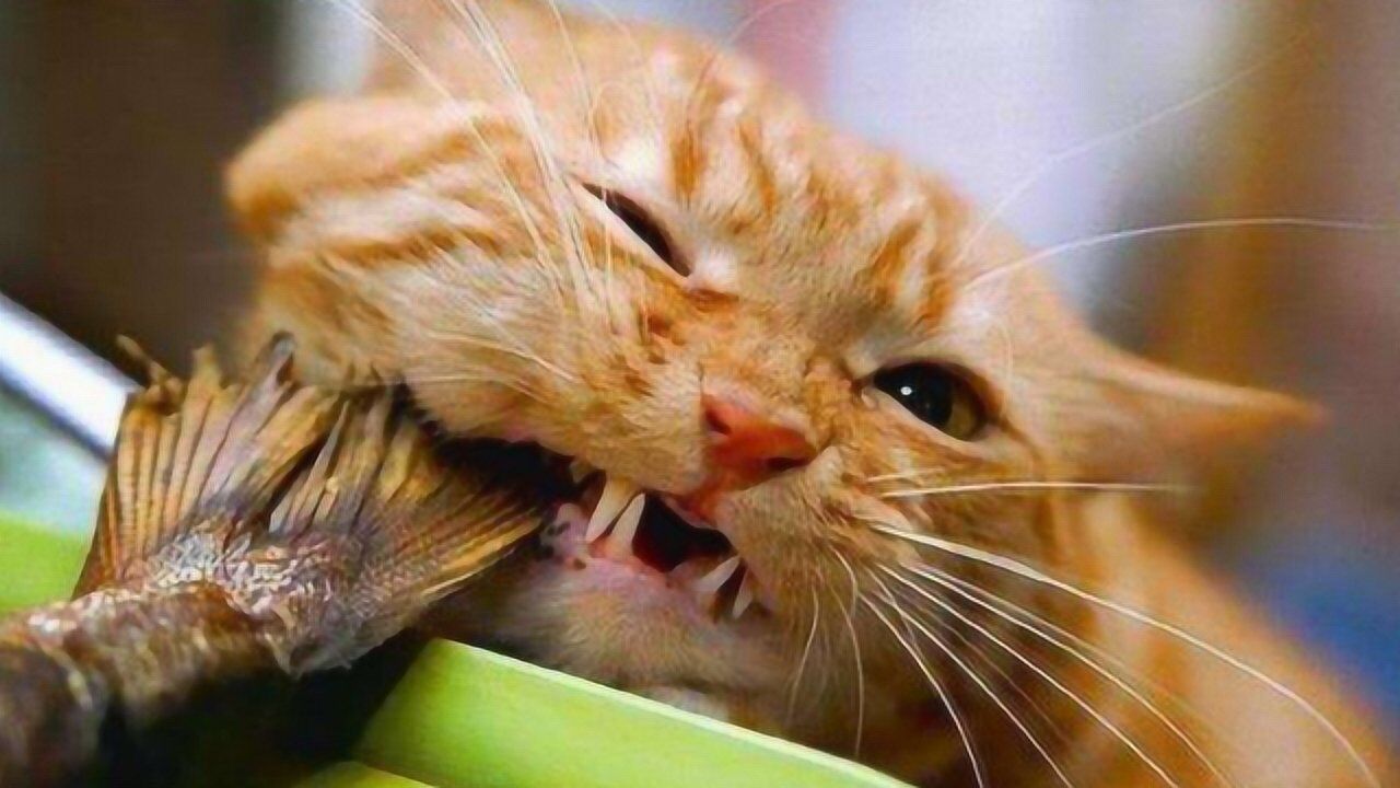 猫咪吃鱼为什么不会被鱼刺卡住,通过慢镜头观察,瞬间懂了